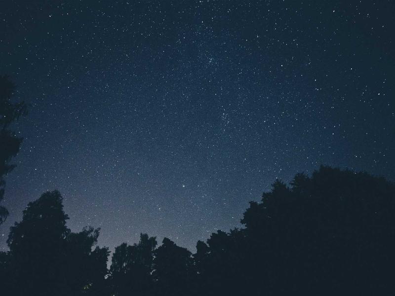 Briti lühikarvaline kassipoeg