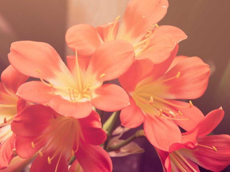 Fischer suusakomplekt suusad sapad kepid